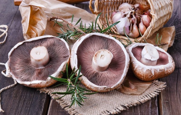 A Comprehensive Guide to Grocery Store Mushrooms | GroCycle