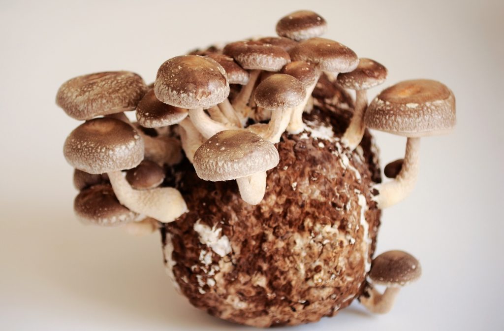 Where do mushrooms come from? Shiitake mushrooms growing on a mycelium block.