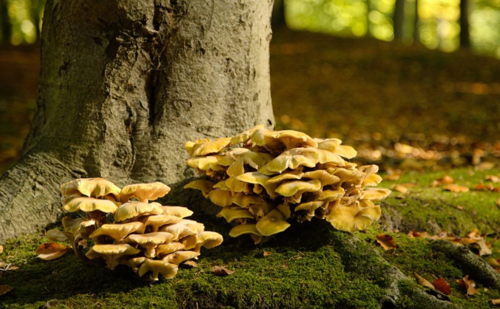 Yellow oyster mushrooms growing in a forest.