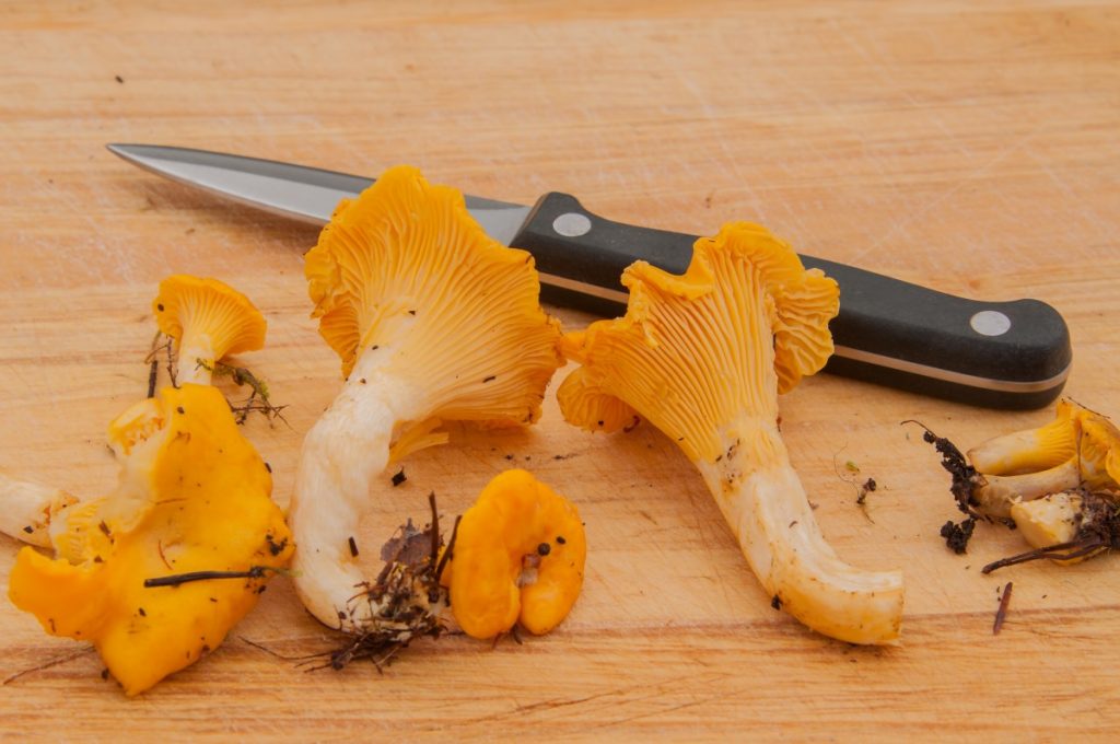 Chanterelles before they are cleaned.