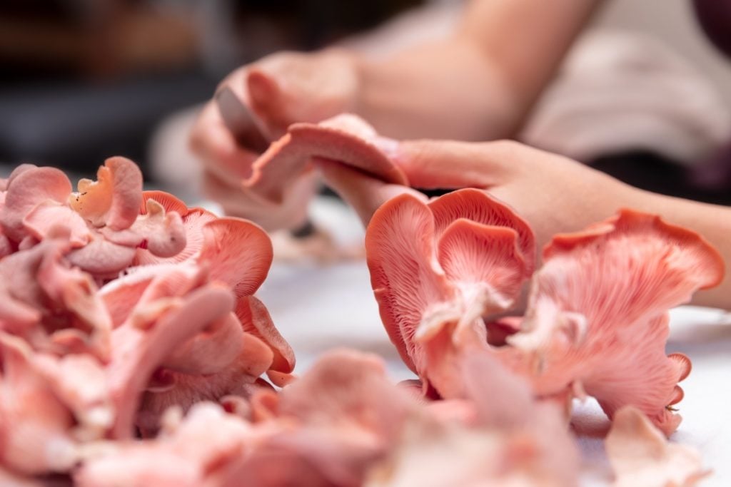 How to clean oyster mushrooms. Trimming pink oyster mushrooms before cooking.