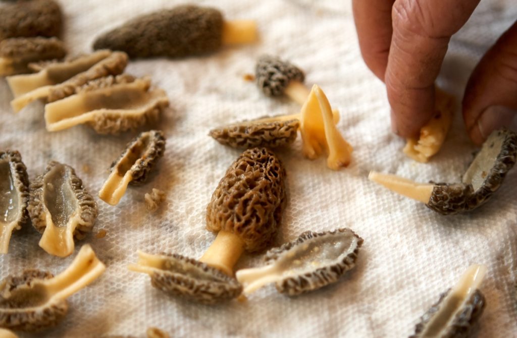 How to clean mushrooms. Sliced and washed morel mushrooms on a kitchen towel.