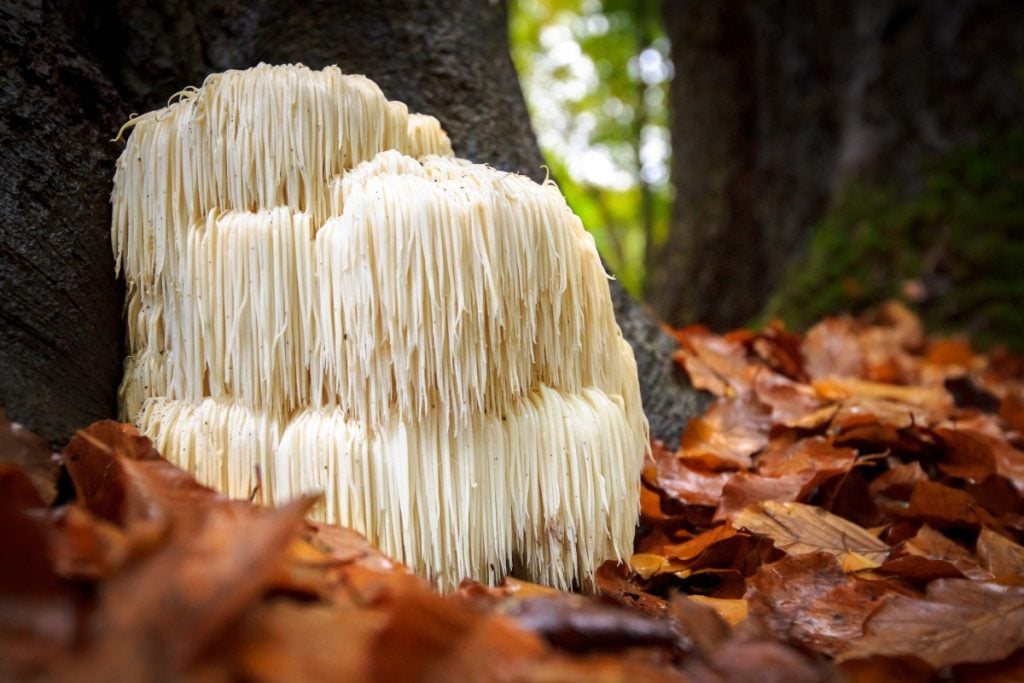 Lion's mane mushroom growing on a tree in a forest