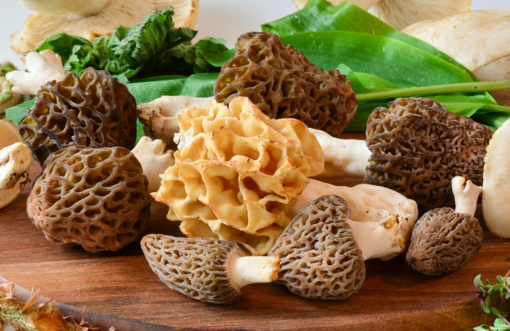 A selection of different types of morel mushrooms
