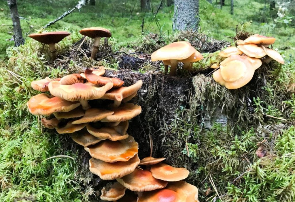 Where do mushrooms come from? mushrooms growing on dead wood in a forest.