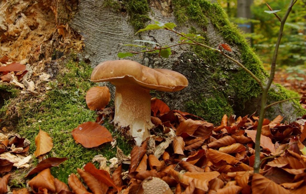 A porcini mushroom in a forest. They're mycorrhizae, decomposers who partner with host trees and plants.