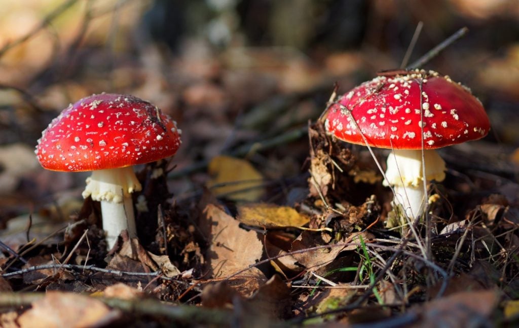 Saprotrophic mushrooms growing in leaf litter.