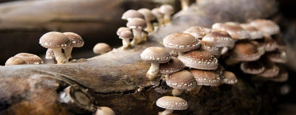 What do mushrooms ea? Shiitajke mushrooms growing on a decomposing log.
