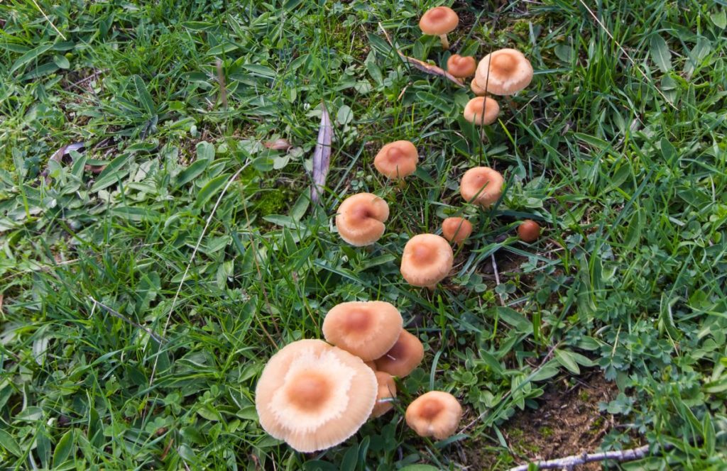 Fairy ring mushrooms grow in fairy rings in backyard lawns