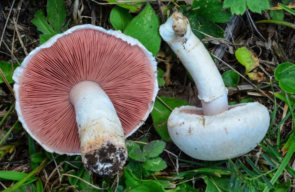 Young field mushrooms, a common edible backyard mushroom