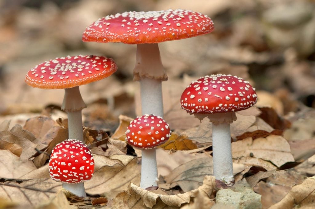 Fly Agaric backyard mushrooms