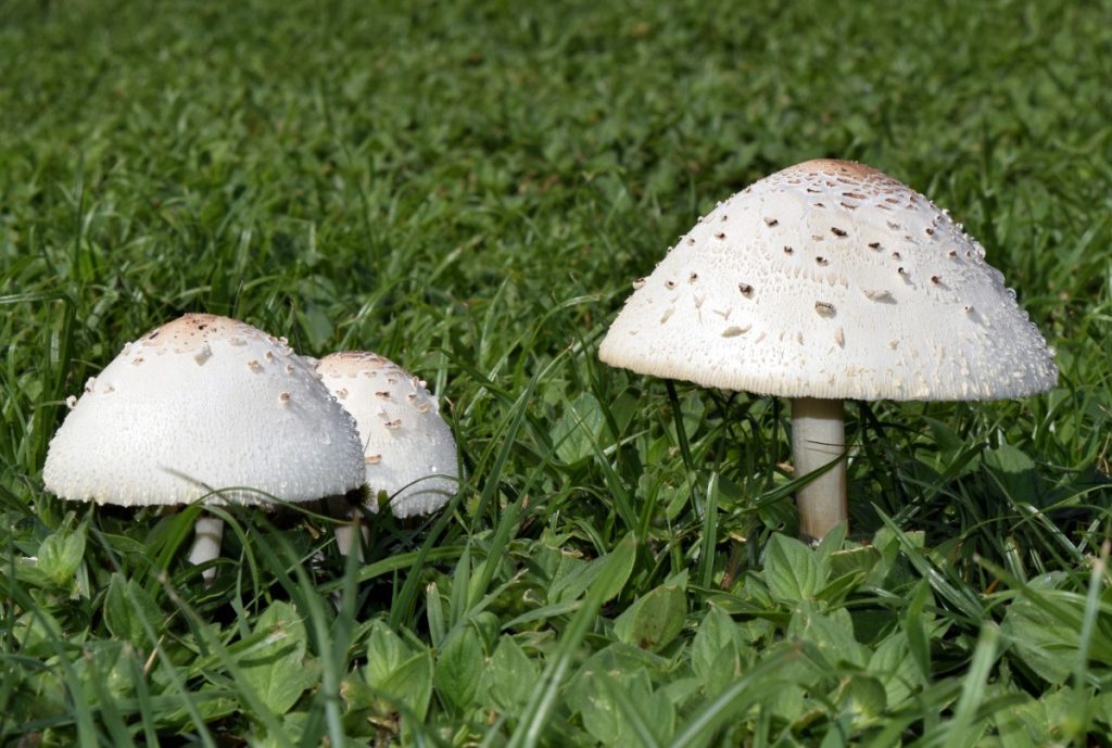 Green spored parasols are poisonous backyard mushrooms.