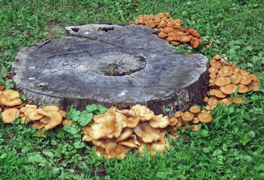 Ringless honey mushrooms growing on a tree stump