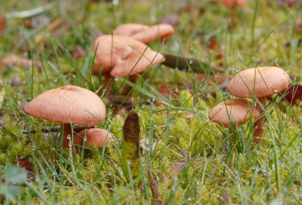 Mower's mushrooms