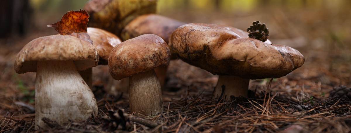 Parasitism of Mushroom by Mold - Oregon Photography
