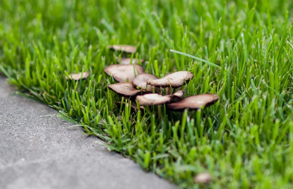 Backyard mushrooms