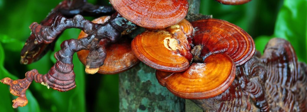 Grow reishi mushrooms on logs