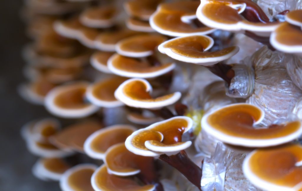 You can grow reishi mushrooms indoors in bags like these.