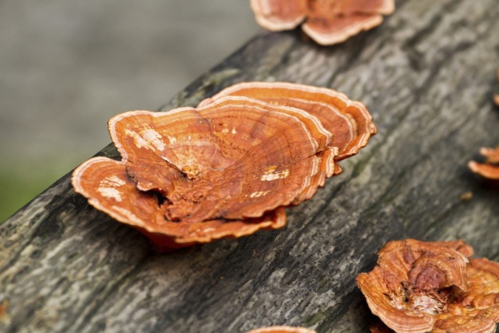 Reishi mushrooms growing on logs.