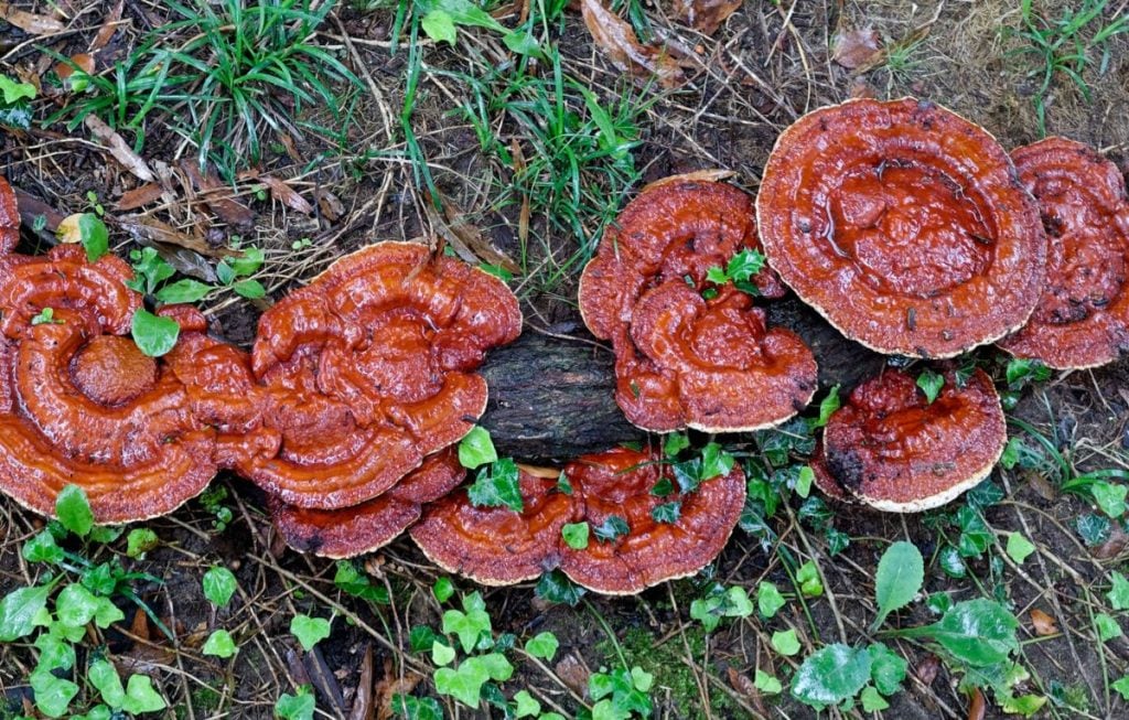 Grow reishi mushrooms outdoors on partially buried logs.