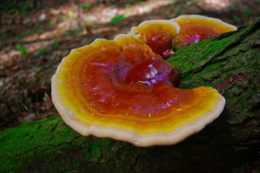 Medicinal reishi mushrooms growing on a log. These mushrooms are the fruiting bodies of a saprotrophic fungi.