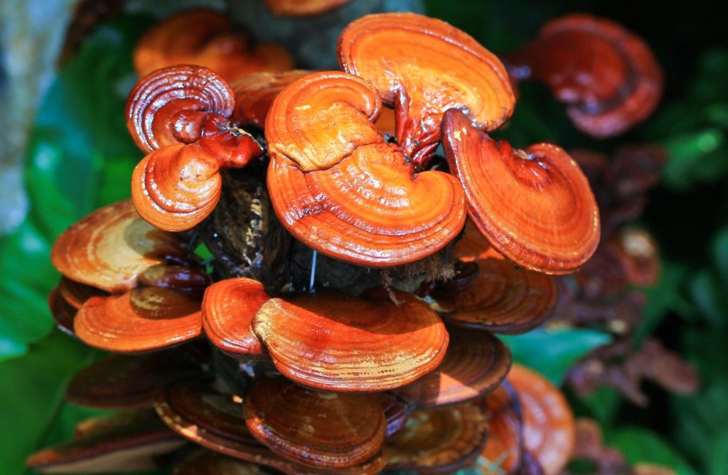 Reishi mushrooms growing on a log in tropical conditions.