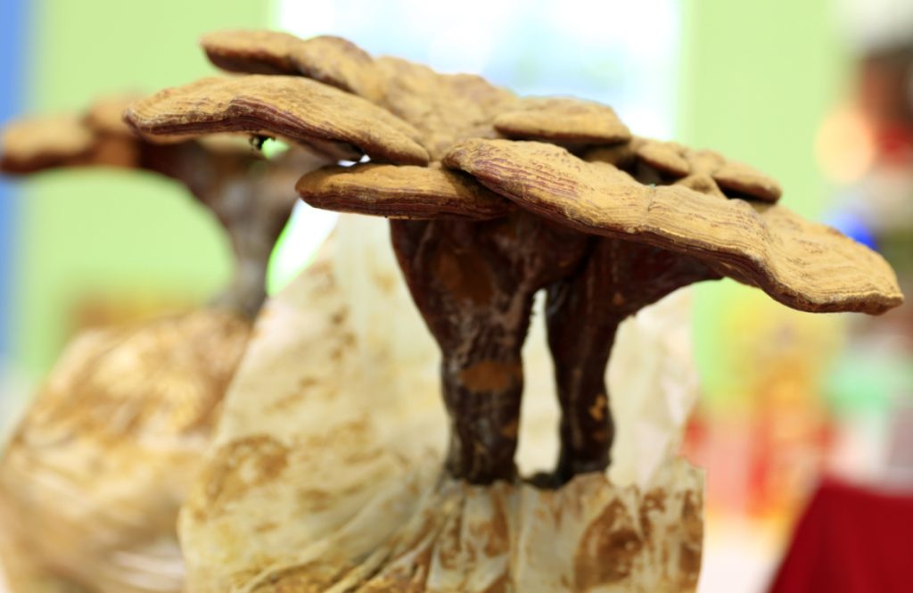 Reishi mushrooms grown in bags at home
