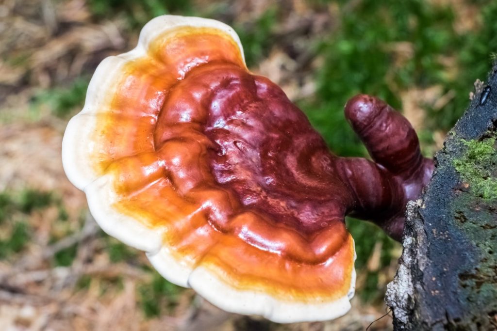 Reishi growing on a log showing the antler form and the developing conk