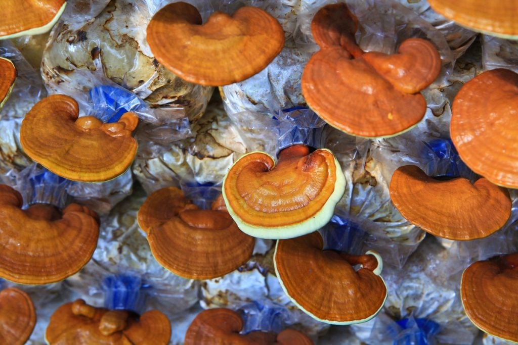 Reishi conks growing out of bags of substrate.