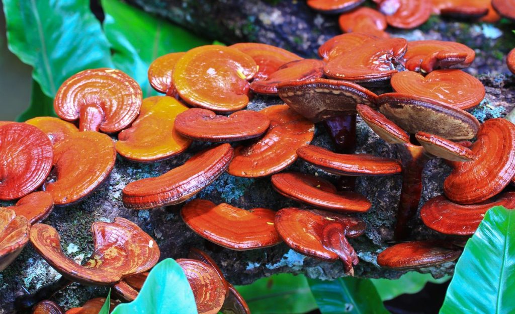 Reishi mushrooms growing outdoors on a log in warm, humid conditions.