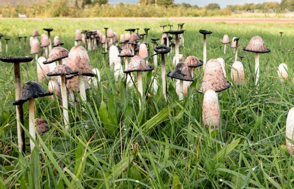 Shaggy Ink cap mushrooms growing in a lawn.