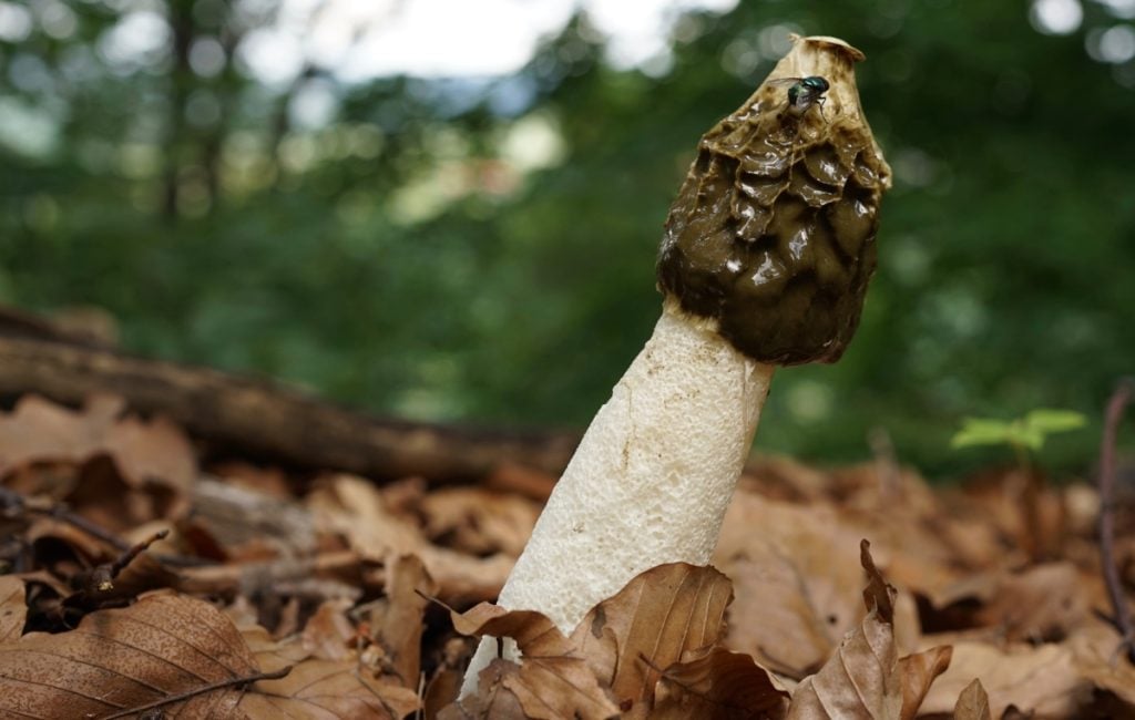 Common Stinkhorn