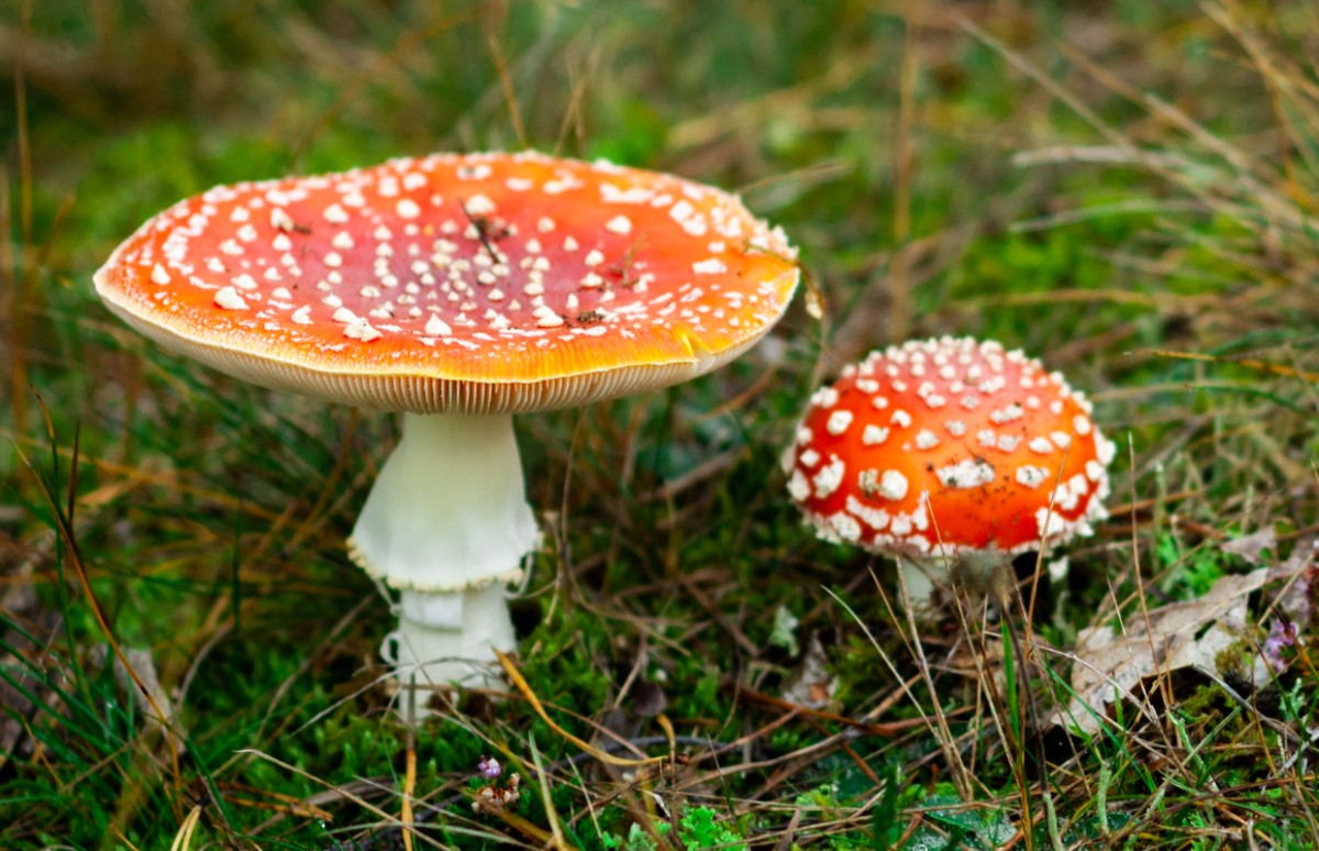 30 Amazing Mushroom Facts To Share With Your Friends | GroCycle