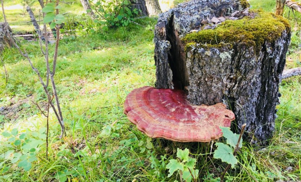 Wild reishi growing at the base of a stump