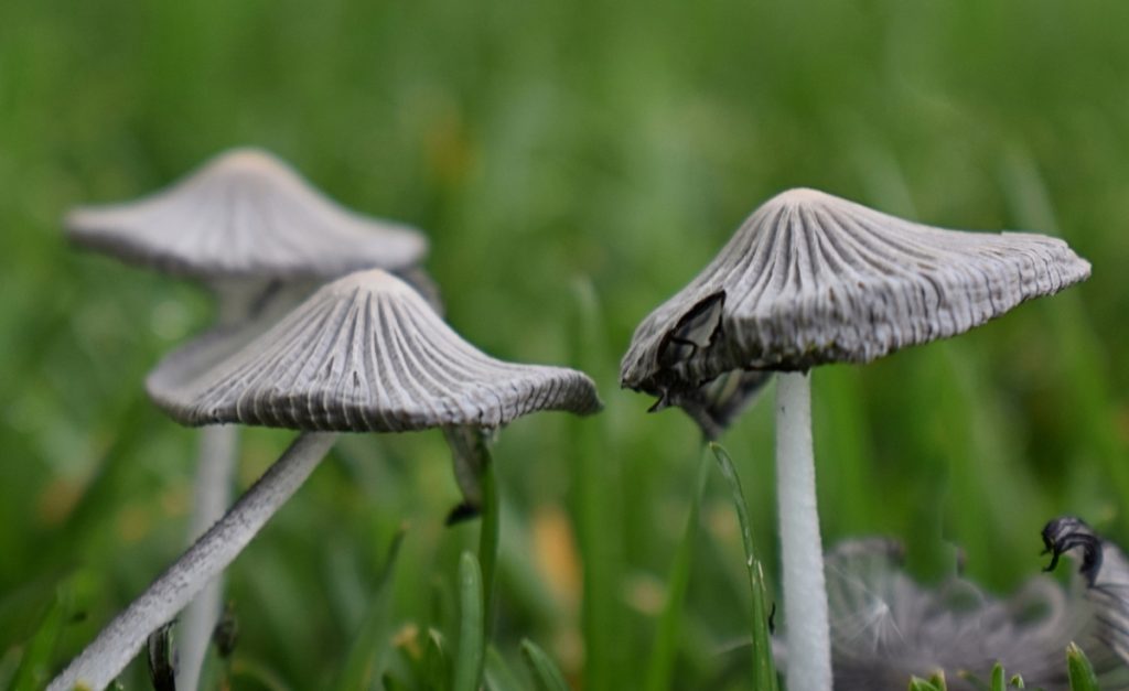 Backyard mushrooms