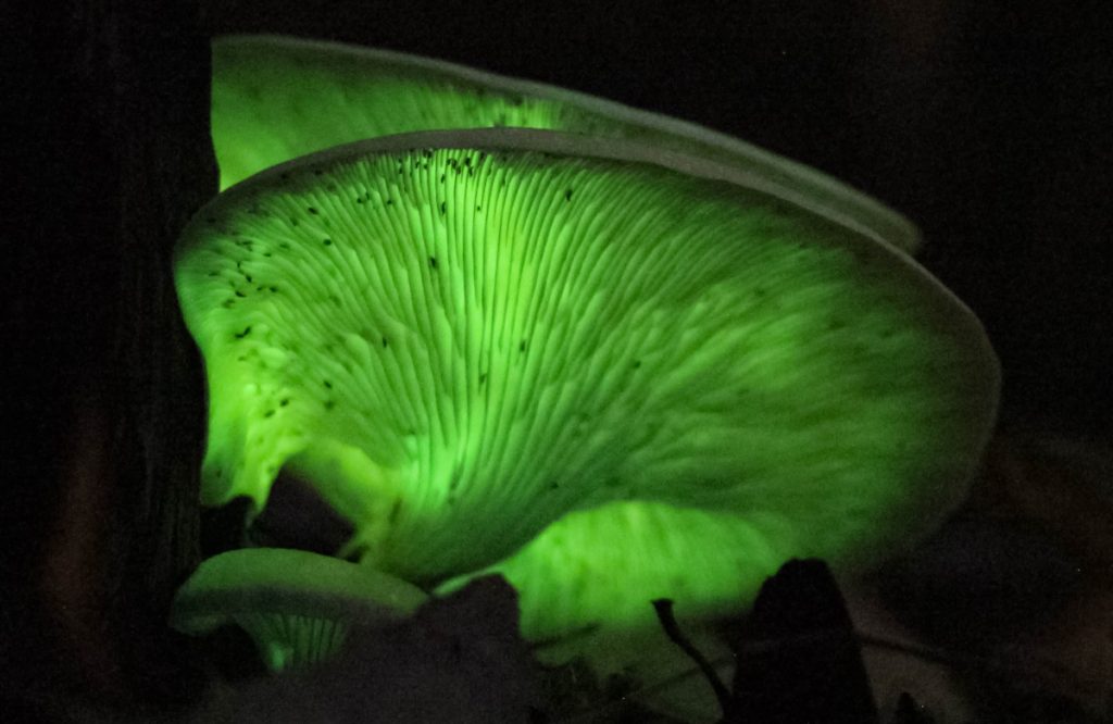 Mushroom Fact. Some bioluminescent mushrooms glow in the dark.