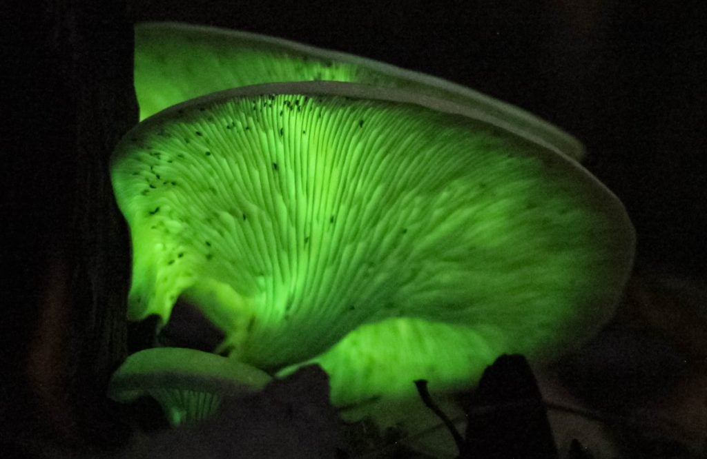 jack o lantern mushroom glow