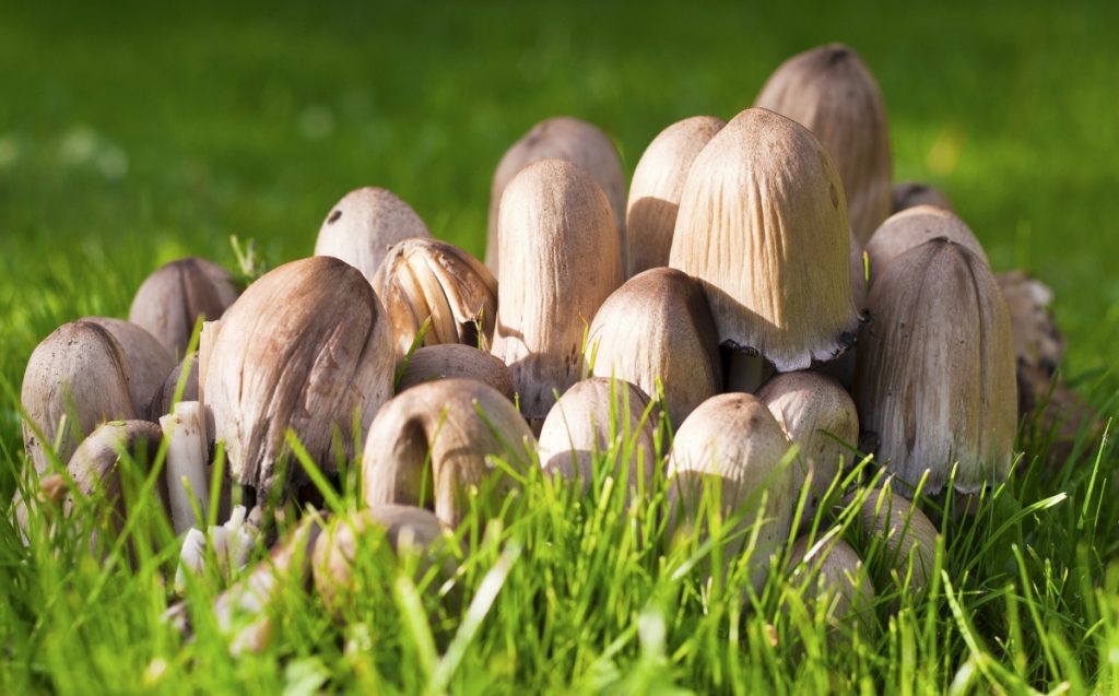 A cluster of mushrooms in a backyard lawn