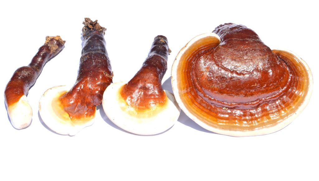 Different stages of reishi mushroom growth