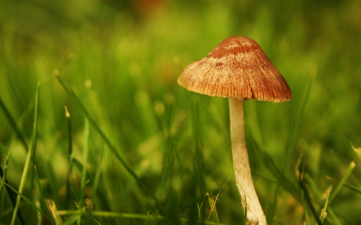 Backyard Mushrooms: What They Are + Why They're Growing There | GroCycle