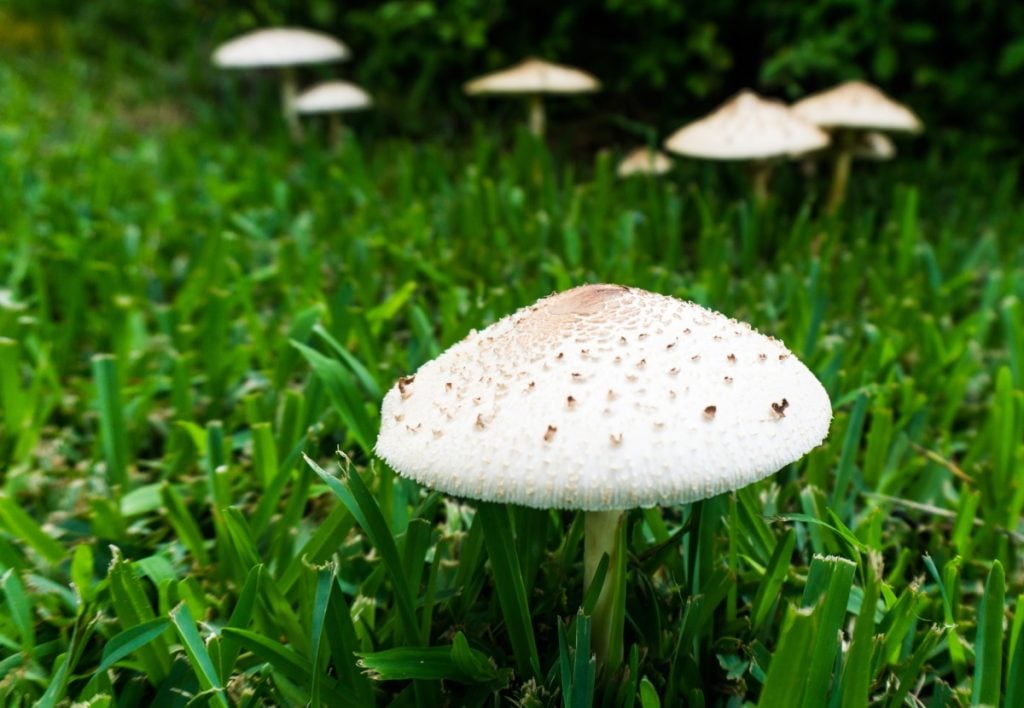 White backyard mushrooms that may be poisonous.