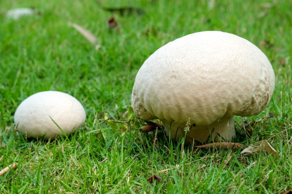 Giant puffball mushrooms