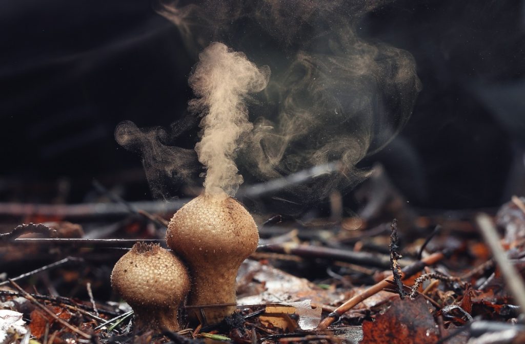 Puffball mushroom releasing spores.