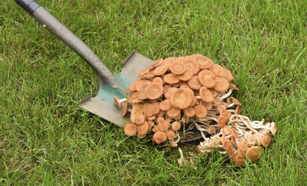 Removing clusters of backyard mushrooms with a spade.
