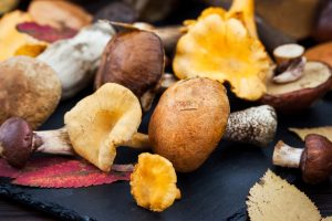 How To Preserve Mushrooms: A Step-by-Step Guide | GroCycle