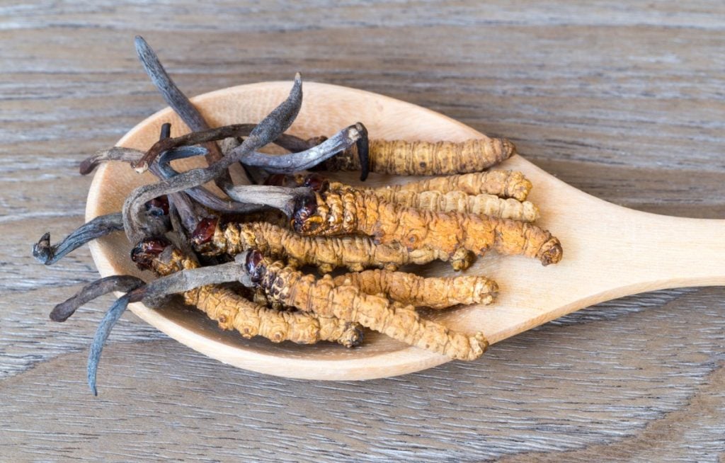 Cordyceps mushrooms