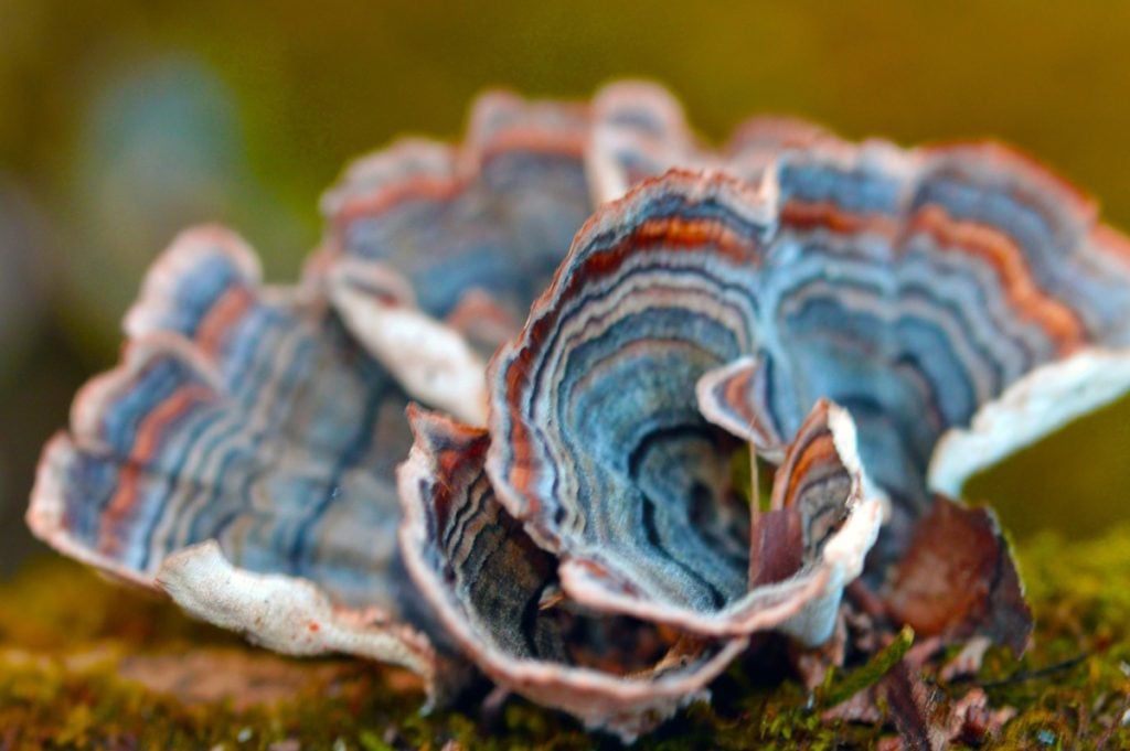 Turkey tail mushrooms