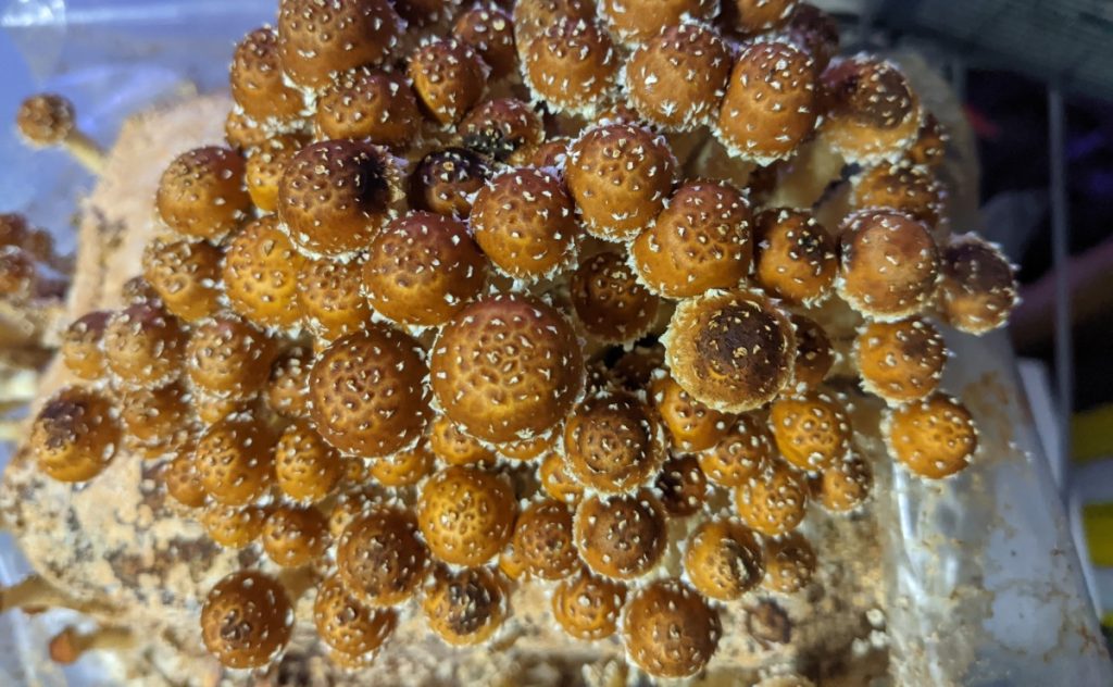 Growing chestnut mushrooms indoors.