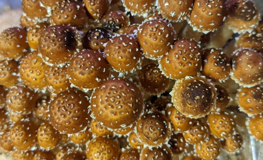 Top view of young chestnut mushroom caps showing their scales with white veil fragments attached.