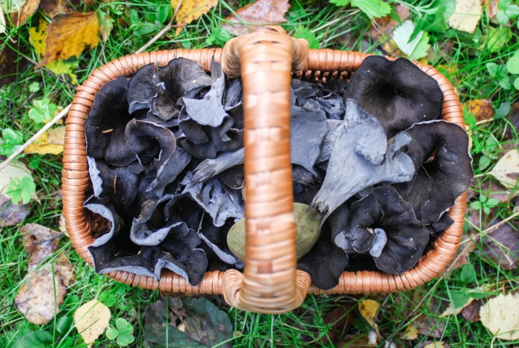 A basket of black trumpet mushrooms